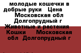 молодые кошечки в добрые руки › Цена ­ 100 - Московская обл., Долгопрудный г. Животные и растения » Кошки   . Московская обл.,Долгопрудный г.